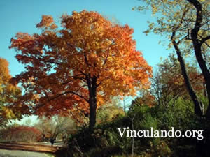 This is Vinculando.org English page