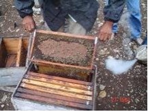 Panal de abejas productoras de miel organica en Yucatan