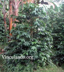 Cafeto: planta de café en México