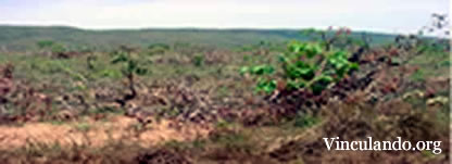 Desmatamento a 800m e acima foto da carvoaria localizada a 500m do pé da serra
