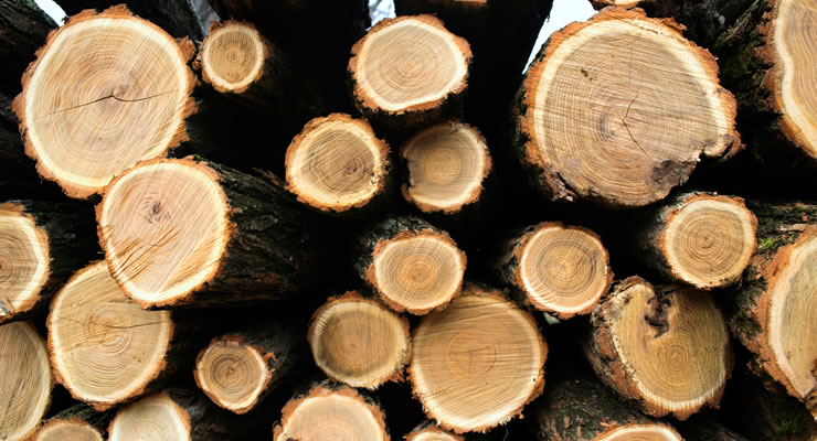 Empresas forestales: hacia un análisis económico detallado